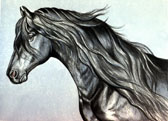 Friesian, Equine Art - Friesian One